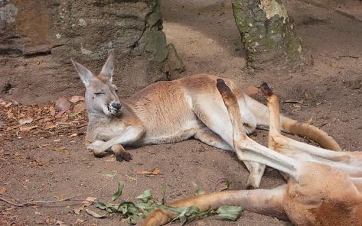 640px-Kangaroo_@Taronga_Zoo_-_Sydney Ignacio Catalina WC