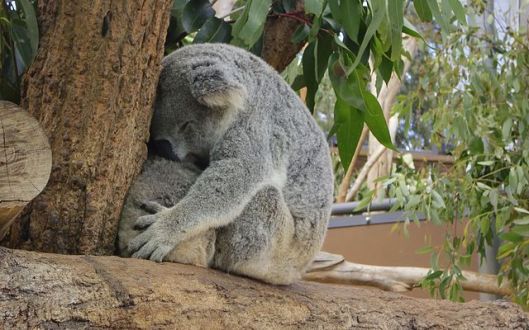 Koala_@Taronga_Zoo_-_Sydney Ignacio Catalina WC