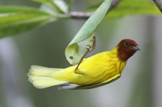 Resident_adult_male_yellow_or_mangrove_warbler Charlesjsharp WC  Costa Rico
