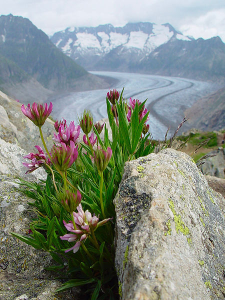 450px-Glacier_d'Aletsch_avec_fleurs Josef Steufer WC