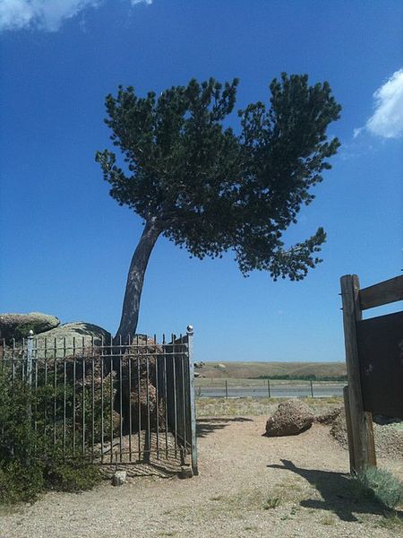 450px-Lone_tree Laramie Tange COLIN WC