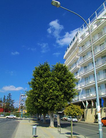 Huge_trees_in_Nicosia_oppossite_Holiday_Inn_hotel_chain_Republic_of_Cyprus NicosiaEU2012 WC