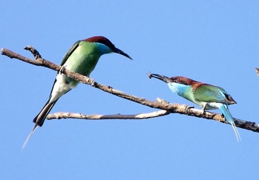 Blue-throated_Bee-eater_Courtship_offering Lip Kee Yap from Singapore, Republic of Singapore WC